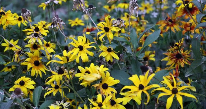 Massif de rudbeckias jaunes bougeant sous une l&eacute;g&egrave;re brise