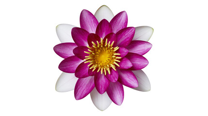 Obraz premium Isolated elegant water lily flower, vivid magenta and white petals, graceful bloom, natural beauty.