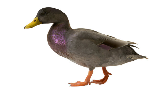 Isolated beautiful brown duck with iridescent purple chest feathers and bright yellow bill