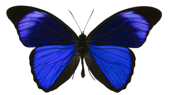 Isolated vivid blue Morpho butterfly with open wings, iridescent and delicate, a beautiful insect