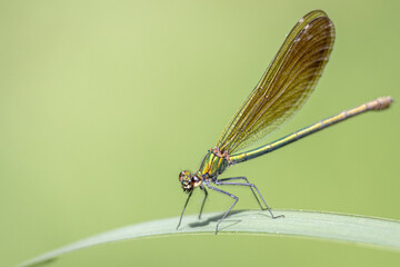 Une libellule posée sur une feuille d'iris © Vincent