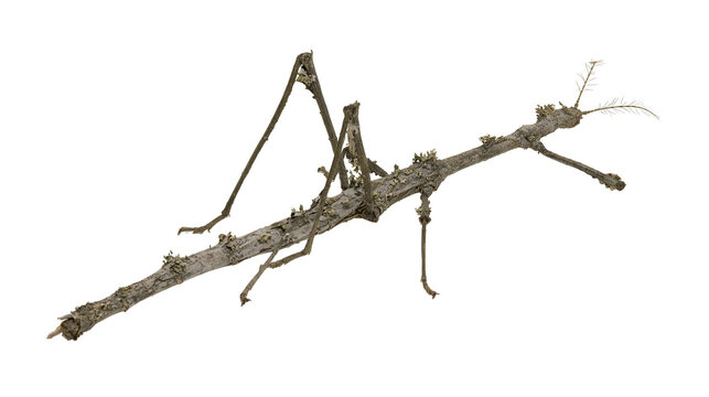 Isolated detailed view of a stick insect, perfectly camouflaged as a dry twig or branch.