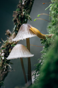 Une limace grimpant sur un champignon