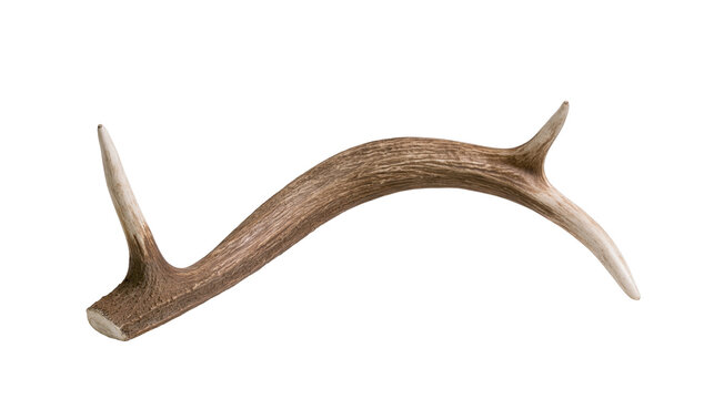 Isolated authentic fallen deer antler showing its unique texture and elegant curve.