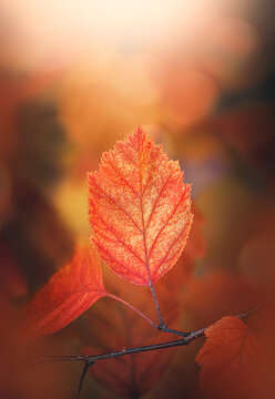 Orange autumn leaf glowing in warm backlight, beautiful macro photo with golden bokeh, shallow depth of field, and colorful fall background