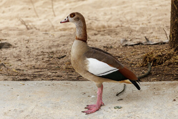 Egyptian goose standing outdoors looking alert © ANTONIO COSTA