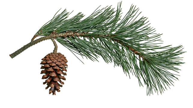 Isolated pine branch with a single natural brown pine cone and fresh green needles