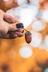 Single oak acorn held in hand, beautiful autumn nature photo with warm golden bokeh, shallow depth of field, and colorful fall background © Macro Viewpoint