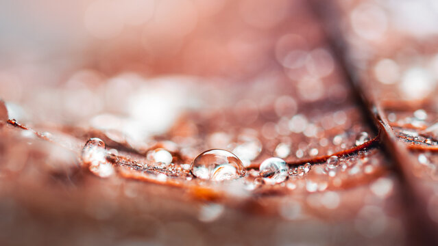 Water droplets on autumn leaf, beautiful extreme macro photo with reflective dew, shallow depth of field, soft warm bokeh, and detailed natural texture