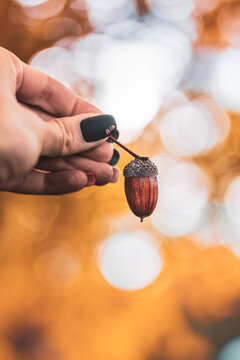 Single oak acorn held in hand, beautiful autumn nature photo with warm golden bokeh, shallow depth of field, and colorful fall background