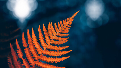 Orange fern frond in autumn, beautiful moody macro photo with dark teal background, soft bokeh, shallow depth of field, and detailed fall foliage © Macro Viewpoint