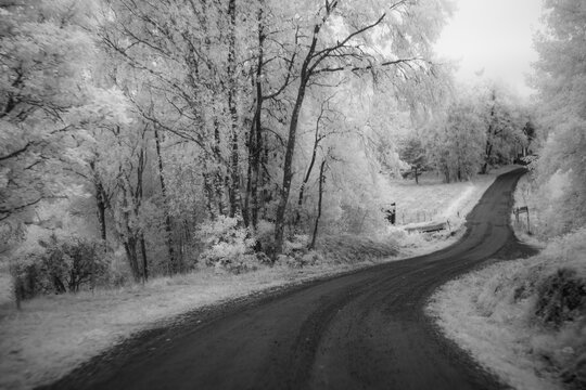Nature scene captured with infrared filter showing trees and winding road in a rural area during daytime