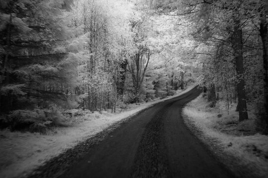Curved road in a forest captured with an infrared filter showing unique spectrum of colors and tones