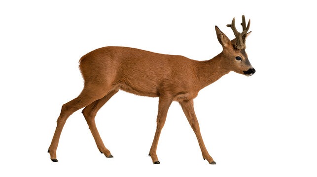 Isolated adult male Roe deer buck standing in side view, a beautiful wild animal mammal.