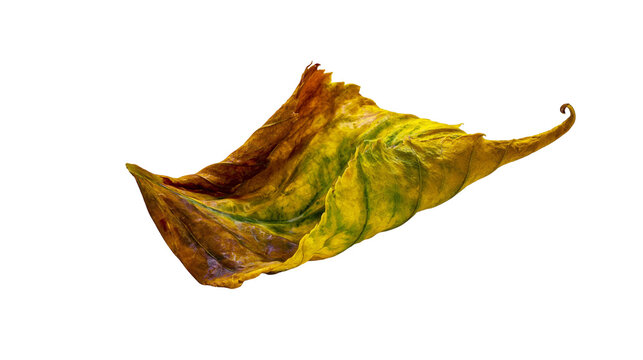Isolated curled dried leaf in brown and yellow tones alongside an F (803) graphic.