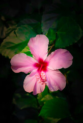 flor natural  © JoseLuis