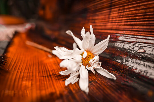 flor natural