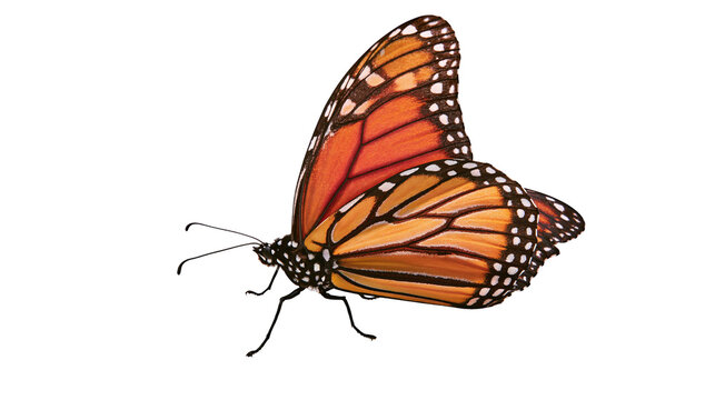 Isolated monarch butterfly showing intricate orange and black wing patterns beautiful insect