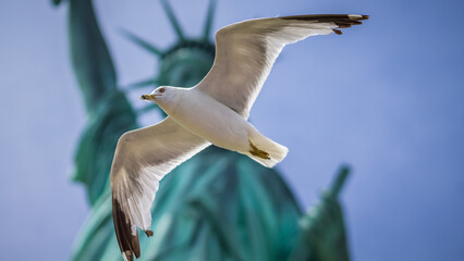 Liberty seagull © Miguel Geraldo