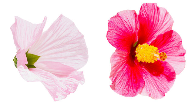 Isolated blooming pink and red hibiscus flowers showcasing vibrant petals and stigma