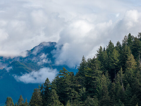 Misty Mountain Forest Overlook With Evergreen Trees and Low Clouds in Chilliwack, BC, Canada