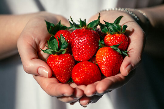Woman hands holding a handful of big ripe strawberries close up. This is a concept of fresh organic berry harvest. Sweet summer fruits with green sepals in gentle female palms. Healthy vegan food. 