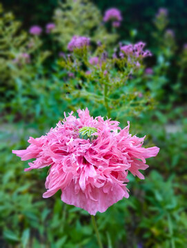 Papaver somniferum, the opium poppy. A plant belonging to the Papaveraceae family.Close-up