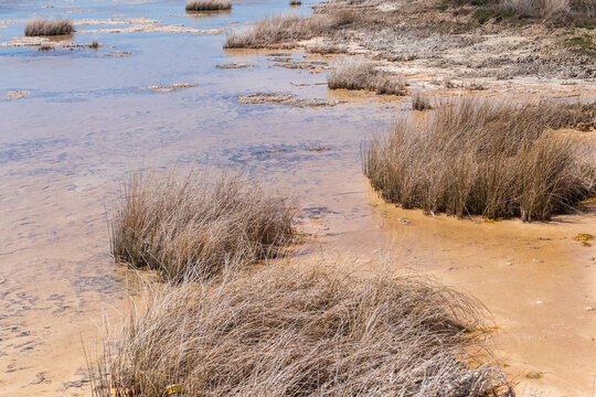 Outdoor scene showing thrombolites in lake Clifton, Western Australia. Thrombolites are cyanobacterial colonies, that are considered to be among the first life forms on earth.