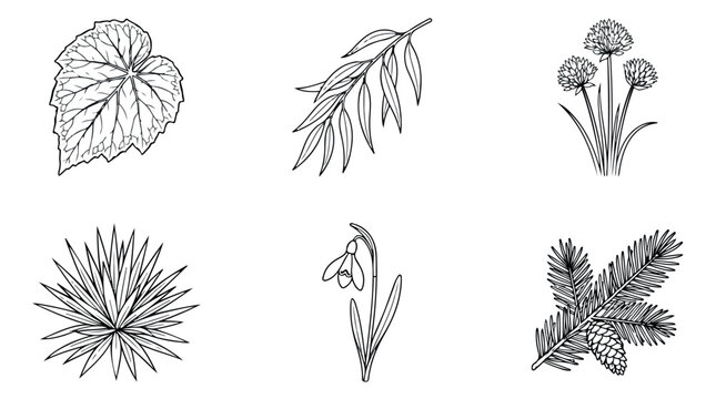 Vintage botanical line art collection, 6 hand drawn floral and leaf vector icons, black and white garden plant illustrations for wedding stationery