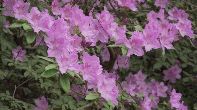 A smooth camera pan moves across flowering pink azalea branches in natural daylight. Lush floral clusters and green foliage fill the frame in vivid spring bloom.