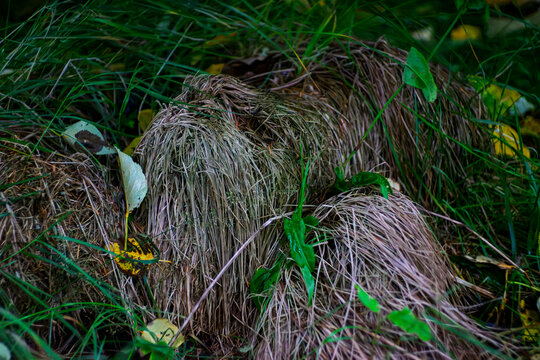 Close up of dry tussock grass hummock surrounded by green leaves in autumn meadow