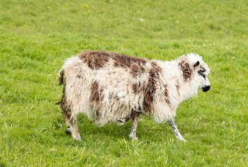 Fototapeta premium Sheep in the beautiful landscape of Akraberg on island of Suduroy in the Faroe islands
