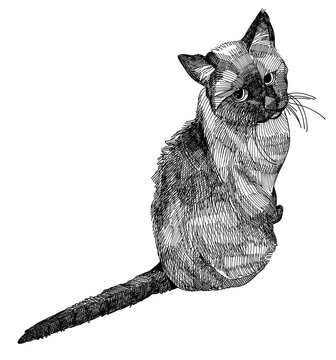 ペン画風のこちらを振り向く猫
