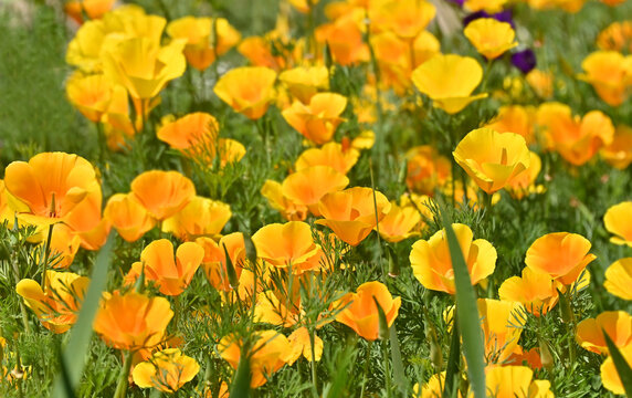 California poppy (Eschscholzia californica) bright flowers