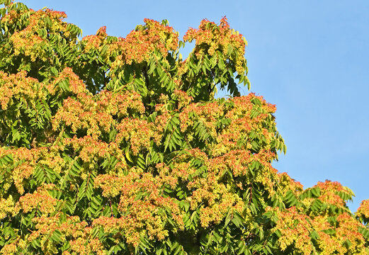 Ailanthus altissima (tree of heaven) with seed pods (samaras) against sky