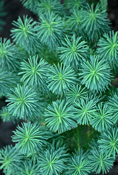 Cypress spurge (Euphorbia cyparissias), top view, vertical shot