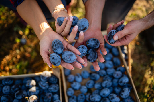 Hands holding fresh plums during autumn harvest season