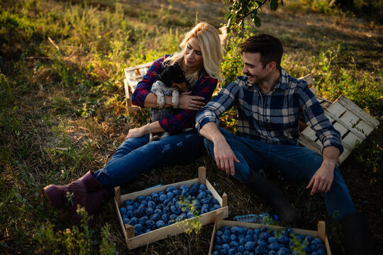 Couple harvesting plums with dog enjoying rural life