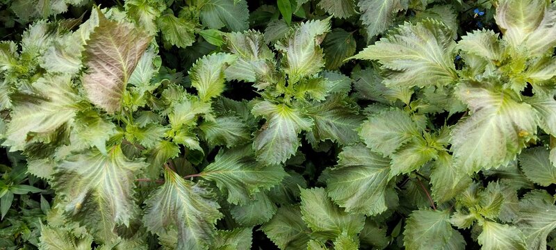 Perilla green leaves background