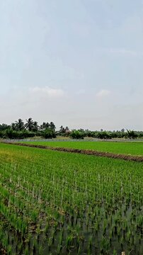 Wide angle landscape view of yellowing rice crops (Oryza sativa) suffering from phytotoxicity chemical stress, set against flooded fields and oil palm plantation background
