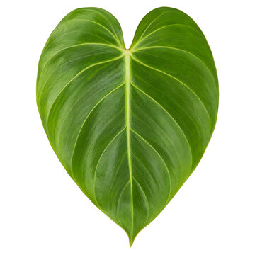 Fresh Philodendron Leaf Botanical isolated cutout on transparent background
