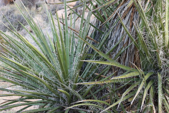 Desert Dagger, Yucca Schidigera a seductive native synoecious shrub displaying rosetted concave filiferously margined lanceolately linear leaves during Winter in the Little San Bernardino Mountains.
