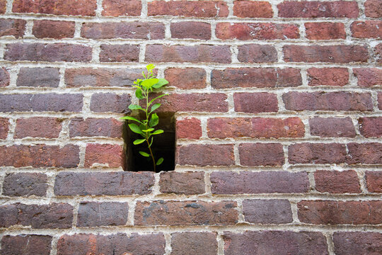 Lonely Plant at Fort Washington