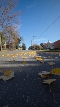 Street level walk autumn leaves vertical