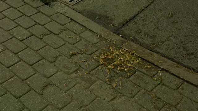 Weathered brick pavement with curb, damp mossy stains, scattered debris and gritty urban texture