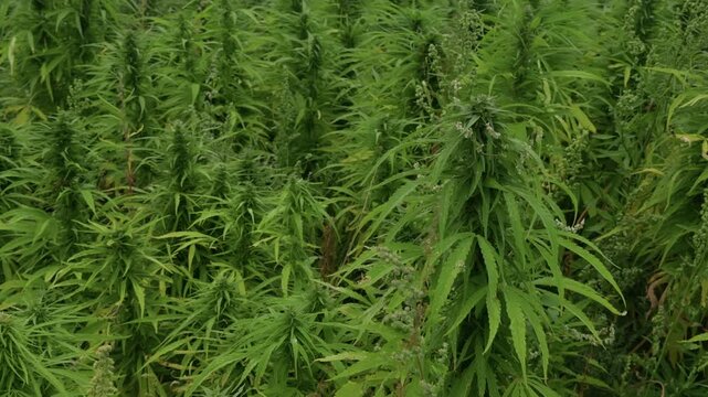 Dense hemp plants growing in lush green field with tall leafy stems and seed clusters