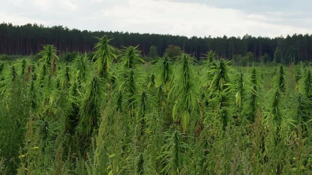 Industrial hemp field growing beside pine forest under cloudy summer sky