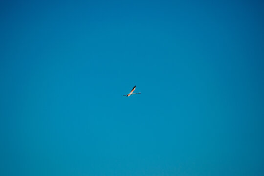 Lone Bird Soaring Against a Vast Blue Sky