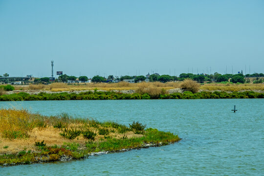 Natural Estuary Landscape with Lush Vegetation and Distant City Skyline