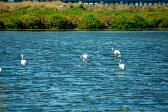 Pink Flamingos Wading in a Wetland at Blue Water